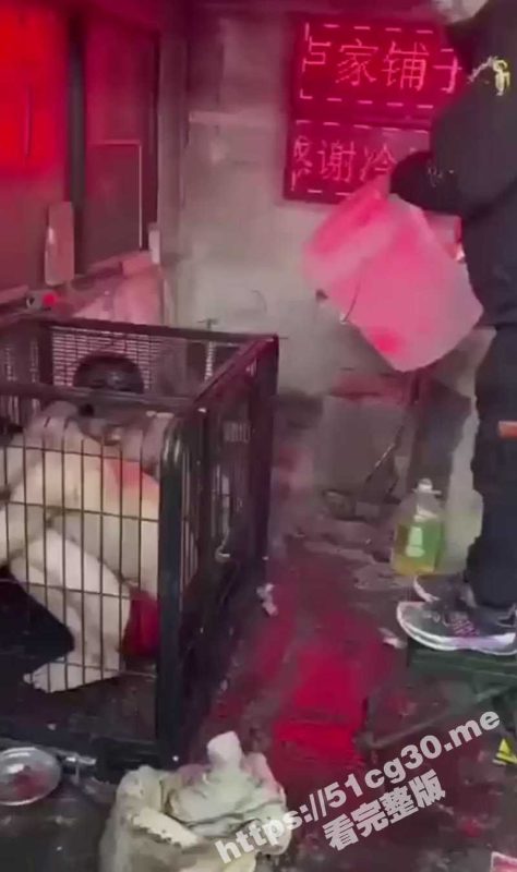 人为财死鸟为食亡！直播把人关到铁笼里泼上水再电击 疼痛喊叫声越大 大哥礼物刷的就越多-51吃瓜网